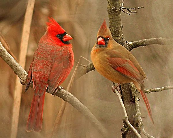 自帶飯勺的小鳥全網刷屏,更獵奇的這些你知道多少? 自帶飯勺的小鳥全網刷屏,更獵奇的這些你知道多少?
