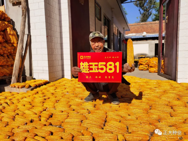 高產又抗旱,首選雄玉581 高產又抗旱,首選雄玉581