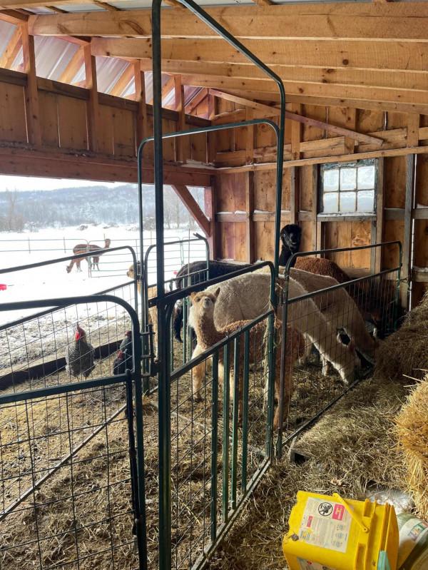 羊駝,竟然還有駝羊……你分得清嗎 羊駝,竟然還有駝羊……你分得清嗎