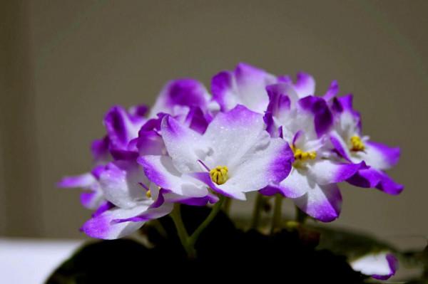 非洲紫羅蘭～永恆的愛