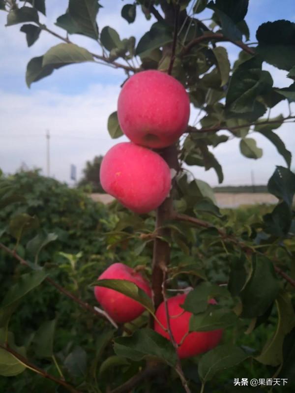 除了紅富士,種哪些品種能發財?這個論壇告訴你答案 除了紅富士,種哪些品種能發財?這個論壇告訴你答案