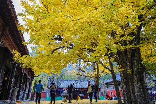 靈巖寺秋日風光 靈巖寺秋日風光