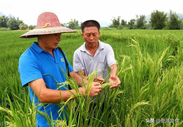 麻黍稷麥菽與大米有什麼區別？為什麼口味單調的大米就成了主食？