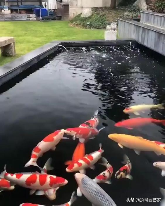 庭院魚池是規則式好還是自然式好