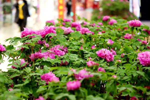 國色天香當屬牡丹花