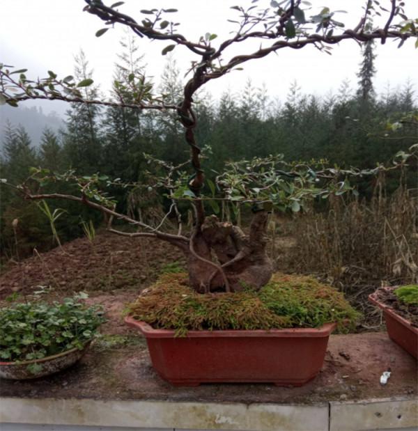 去年山上挖根“黑木樁”，養個1年時間改頭換面，成吉祥果樹盆景