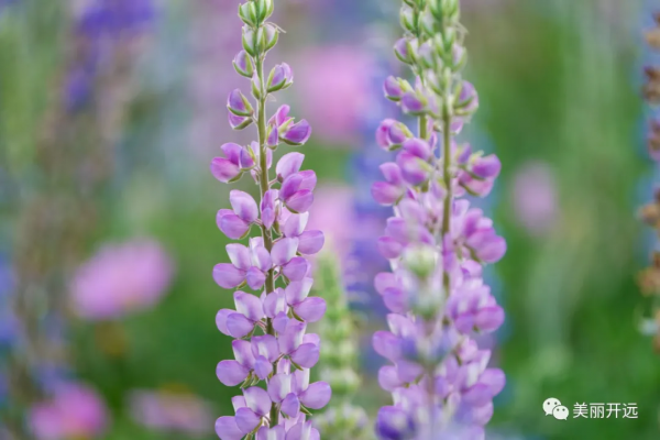遇見開遠丨“醉”美魯冰花