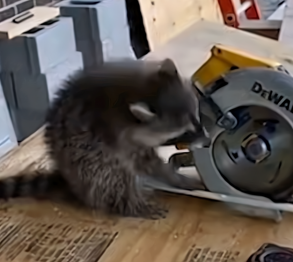 大叔收養一隻小浣熊，卻意外收穫&OpenCurlyDoubleQuote;小童工&rdquo;，幹活賣力還會賣萌