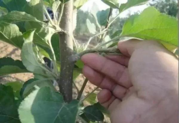 果樹修剪十大忌