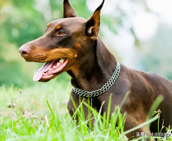 最“護主”的六種狗狗,保護主人已經是第一職責,真讓人欣慰 最“護主”的六種狗狗,保護主人已經是第一職責,真讓人欣慰