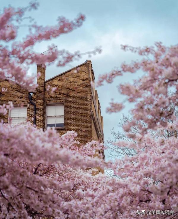 櫻花樹下的英國，你想念嗎？