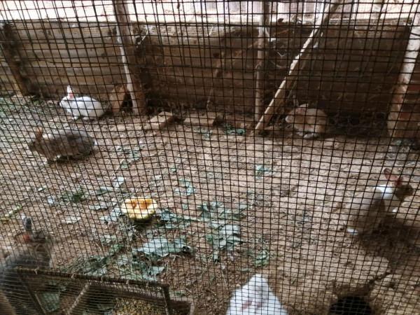 狡兔三窟原來是真的 狡兔三窟原來是真的