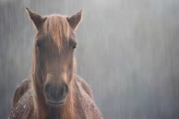雨中動物的精彩瞬間,真的非常可愛 雨中動物的精彩瞬間,真的非常可愛
