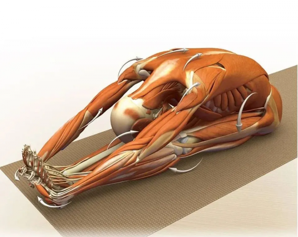 練瑜伽，這些解剖常識你要知道（附28個常見體式解剖圖）