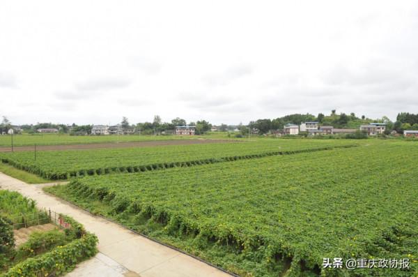 郭坡村的美好生活