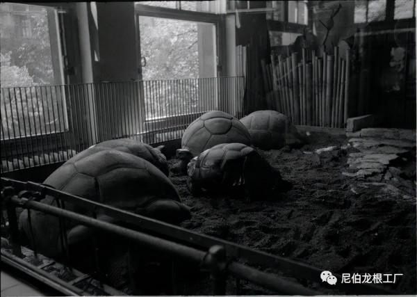 沒救了，燉了吧：二戰中的德國柏林動物園