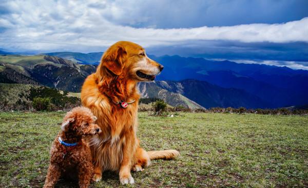 寵物旅遊託運攻略｜比茶卡鹽湖更夢幻更美麗的地方—大果旦翡翠湖