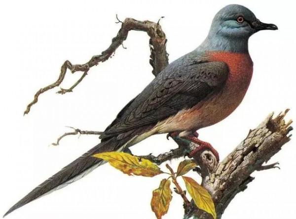 《動物世界千奇百怪》之一 《動物世界千奇百怪》之一