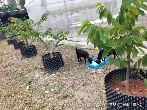 接地氣的小微型家庭農場