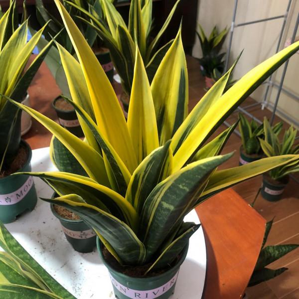 9種“懶人花”，適合小盆養，管得“少”一些，才能多開花