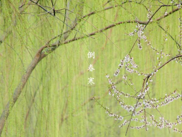 陳皮食譜：一年祛溼之計在於春，祛溼靚湯要多喝