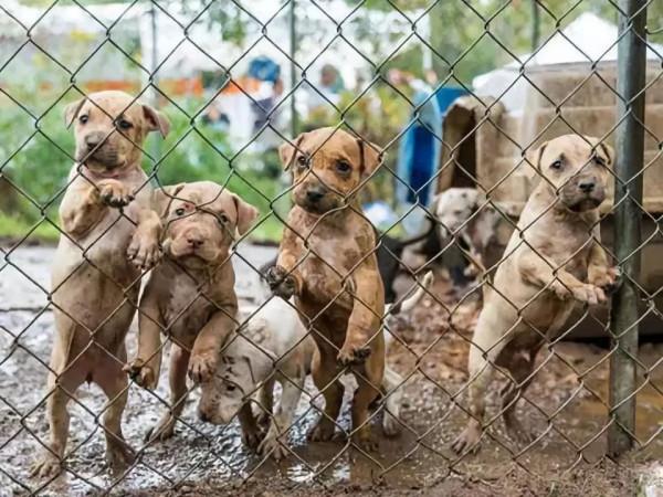 這幾種狗，“棄養率”最高，太讓人心疼了