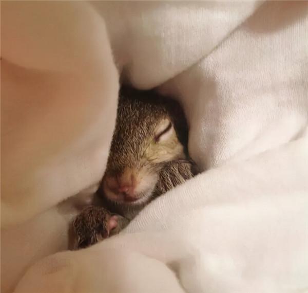 小松鼠說找到新窩啦 小松鼠說找到新窩啦