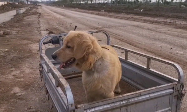 江蘇:養殖戶要把繁殖的金毛賣狗肉館,網友:我能做的只有這麼多 江蘇:養殖戶要把繁殖的金毛賣狗肉館,網友:我能做的只有這麼多