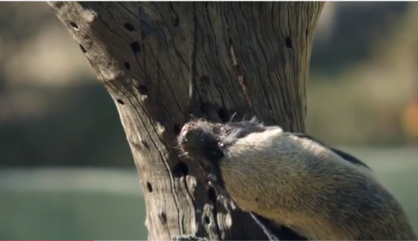 永不服輸的蜜獾，曾經有一個保護區飼養了兩隻，後來怎麼樣了？