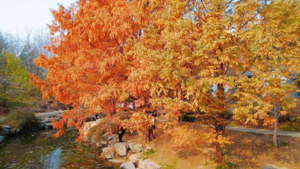 北京中山公園看水杉，來今雨軒吃冬菜包子