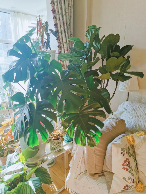 沒有花園怎麼種花？從東北到廣東，4位大神在室內種出植物園