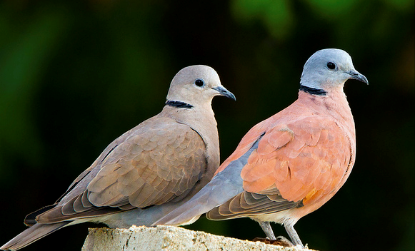 東江攬勝:收集常見鳥類圖譜之陸禽篇,攝鳥人自留地,建議收藏 東江攬勝:收集常見鳥類圖譜之陸禽篇,攝鳥人自留地,建議收藏