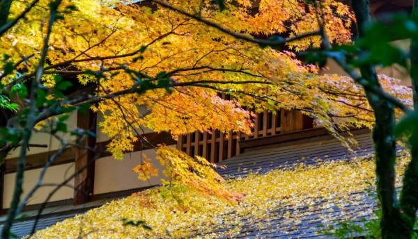 逛逛日本 &vert; 一券在手 遊走日本升龍道夢之旅