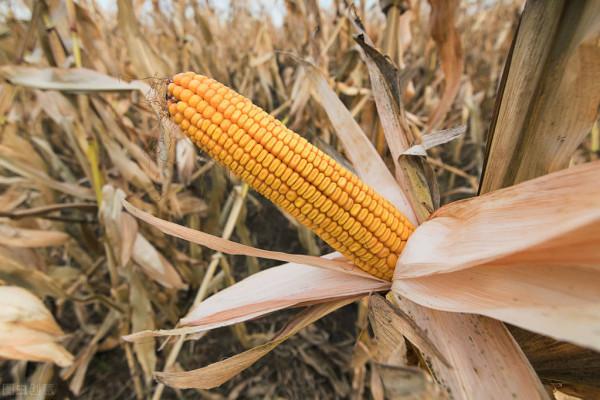 鄉土散文：秋收