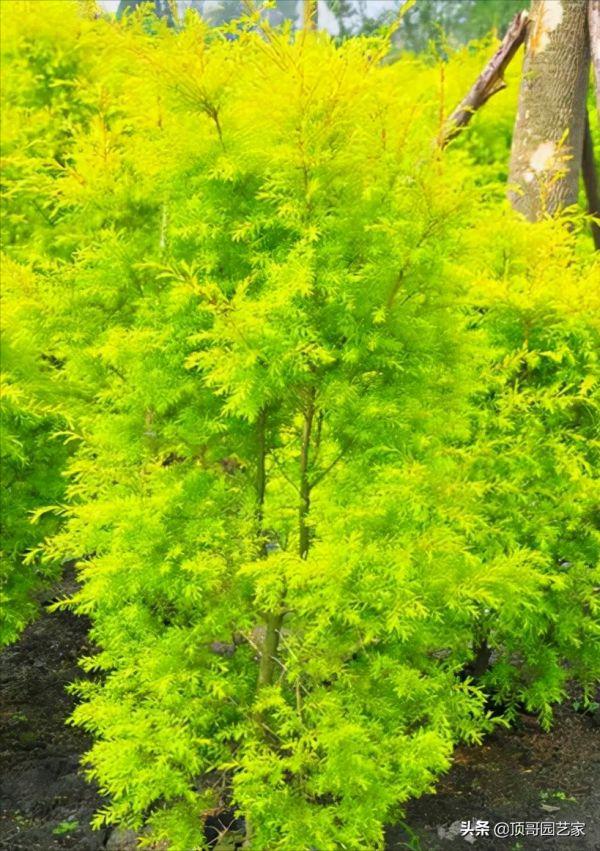 盤點15種適合庭院的彩葉植物，好看的庭院都需要一點不一樣的色彩