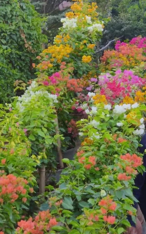 直擊三角梅的盆栽現場