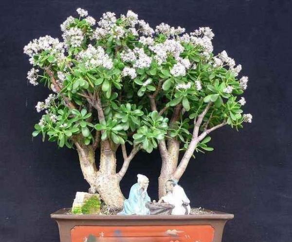 玉樹想“值錢”，全靠“會修剪”，長成百年大老樹，就靠3個要點