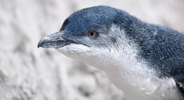 澳洲走地雞?實則是藍色微型企鵝,霓虹下相依背影成就攝影類大獎 澳洲走地雞?實則是藍色微型企鵝,霓虹下相依背影成就攝影類大獎