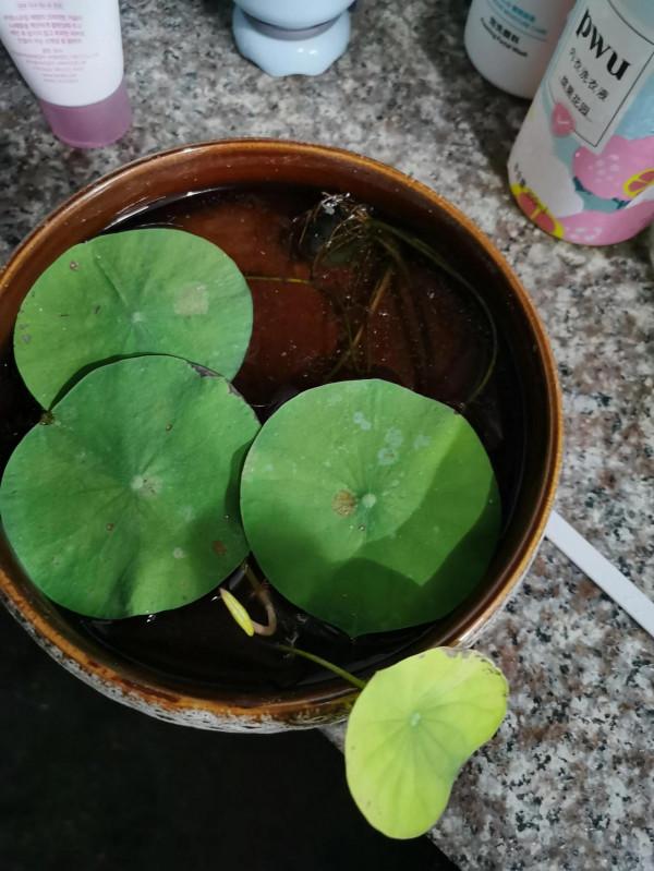 養碗蓮第二十九天