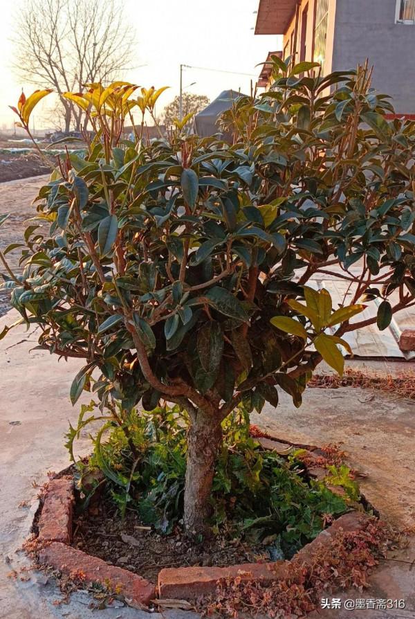 丹桂樹長勢良好開花不多啥原因