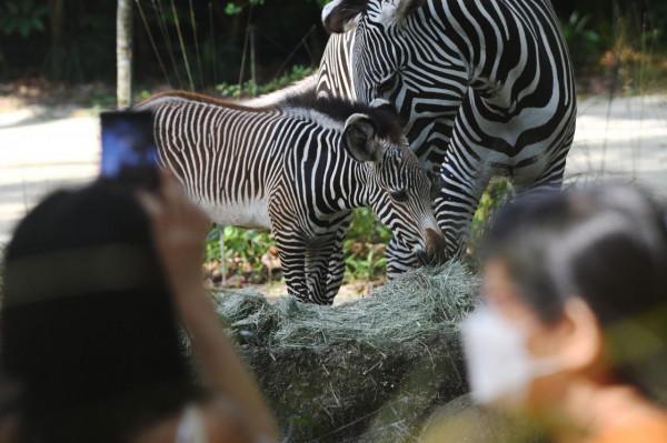 新加坡動物園的新生細紋斑馬