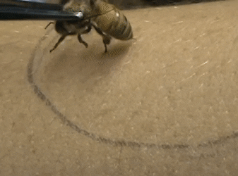 動物自我破壞性的防禦機制