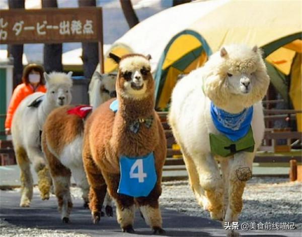 你見過羊駝賽跑嗎?其實讓它們跑起來是有訣竅的 你見過羊駝賽跑嗎?其實讓它們跑起來是有訣竅的