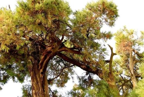 民間故事:瓦匠樹洞避雨,吃了山果,醒來以後失了童子身 民間故事:瓦匠樹洞避雨,吃了山果,醒來以後失了童子身