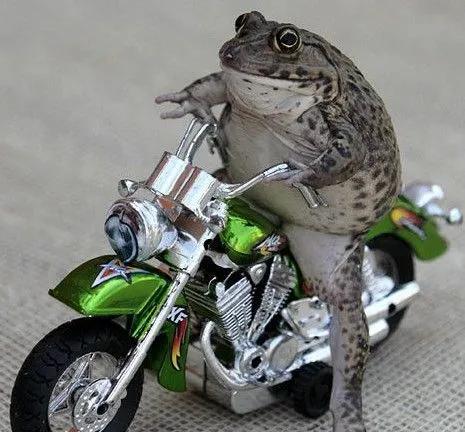 泰國：奇異蟾蜍 愛騎摩托車滑滑板 愛擺pose