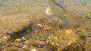 五花八門的軟蟲釣組，你知道高手們都是怎麼用的嗎？