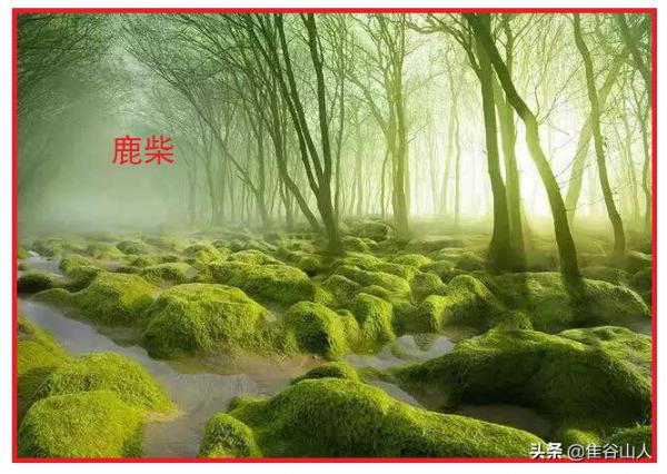 鹿柴｜不怕您笑話，王維的這首詩名，我讀了半輩子“lu chai”