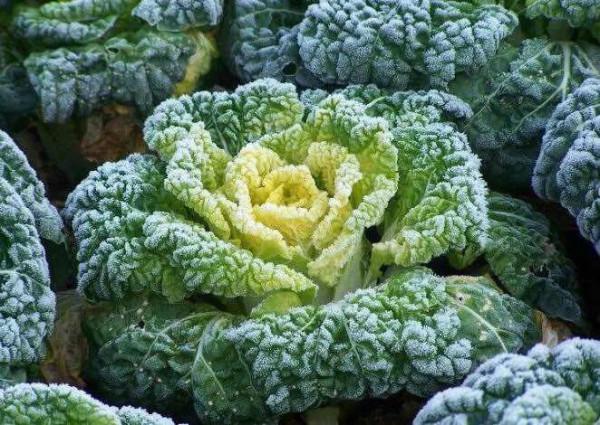 冬季的冷暖旱澇，農村老人說：取決於當年九月二十五這天的天氣