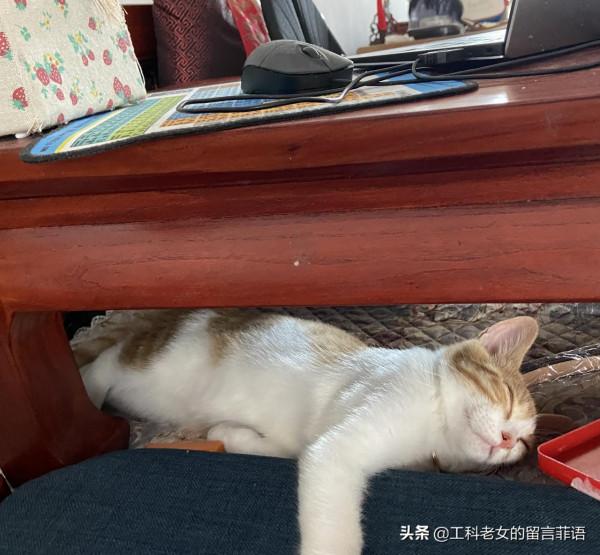 饞貓懶貓，一隻又饞又懶的可愛貓