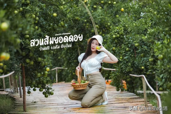 涼季來了！今年清邁有哪些唯美浪漫的花田？